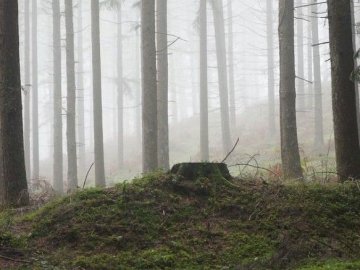 Смерть у лісі: на Волині знайшли труп бабусі