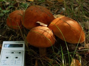 На Волині виявили радіоактивні гриби