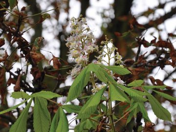 У волинському райцентрі знову зацвіли каштани