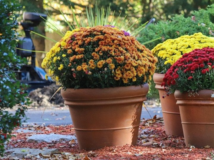 Цвітіння починається восени: які квіти посадити вже сьогодні, щоб сад був казковим після зими