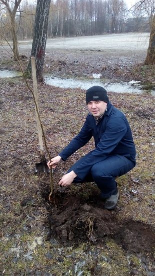 Мешканці міста на Волині висадили 300 лип