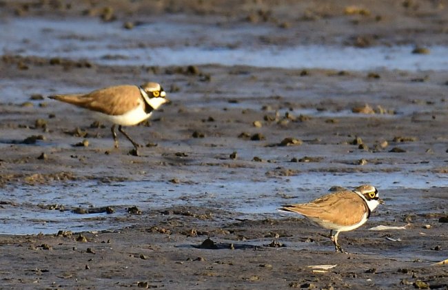 На Волині влаштували «пернате» фотополювання