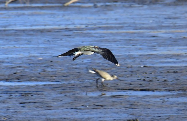 На Волині влаштували «пернате» фотополювання