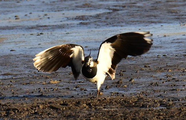 На Волині влаштували «пернате» фотополювання