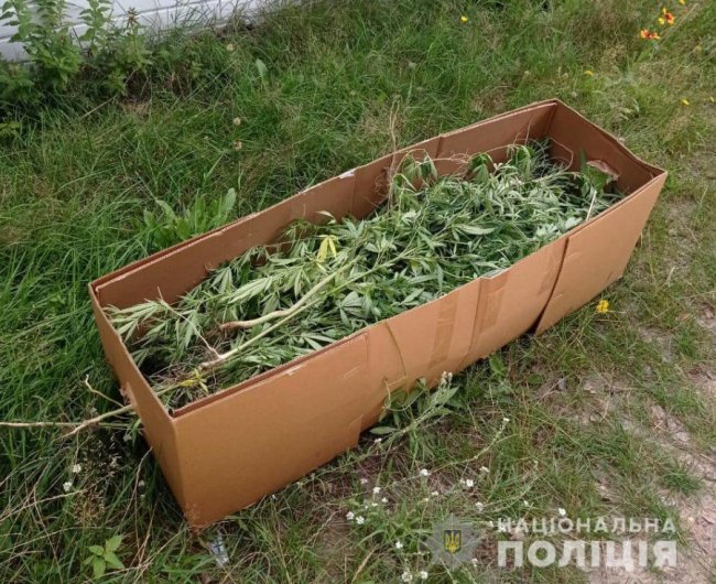 Волинянин вирощував вдома коноплі та мак. ФОТО