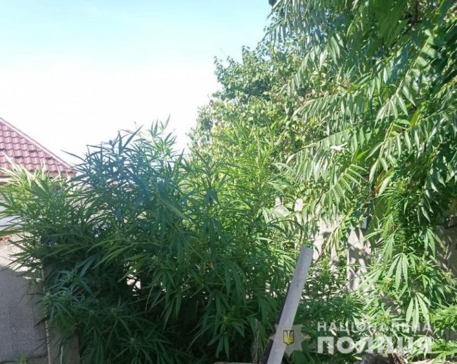 Волинянин вирощував вдома коноплі та мак. ФОТО