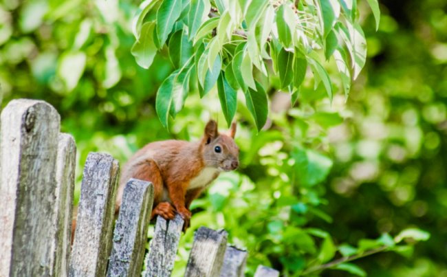 Руда пухнаста красуня з Шацька позувала луцькому фотографу