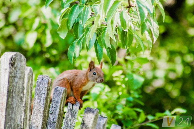 Руда пухнаста красуня з Шацька позувала луцькому фотографу