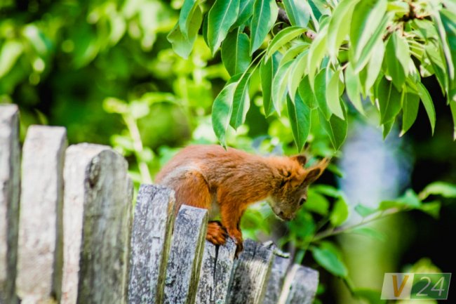 Руда пухнаста красуня з Шацька позувала луцькому фотографу