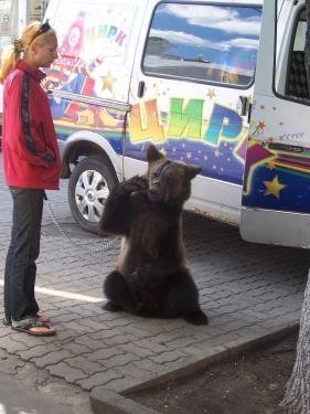 У Луцьку незаконно розважають перехожих ведмежам. ФОТО