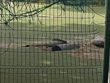 Знайдена у лісі в Польщі ракета була запущена з російського літака, – ЗМІ