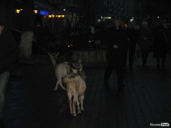 У центрі Луцька «гуляють» кози. ВІДЕО