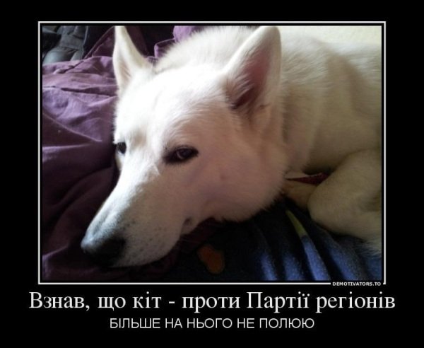 Бабуся і кіт: фотожабоманія триває. ФОТО