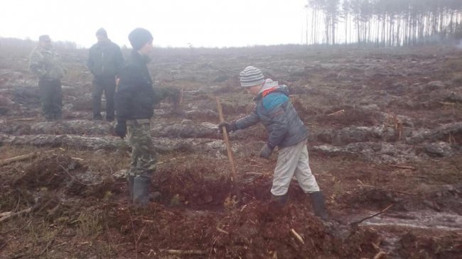 На Волині школярі висадили 6 гектарів лісу. ФОТО