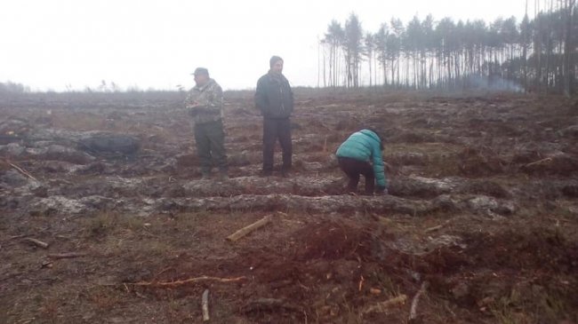 На Волині школярі висадили 6 гектарів лісу. ФОТО