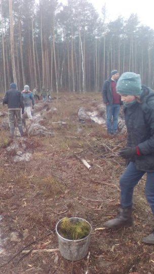 На Волині школярі висадили 6 гектарів лісу. ФОТО