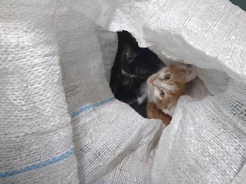 У мішках і коробках: волиняни викидають домашніх тварин під стіни луцької «Ласки»