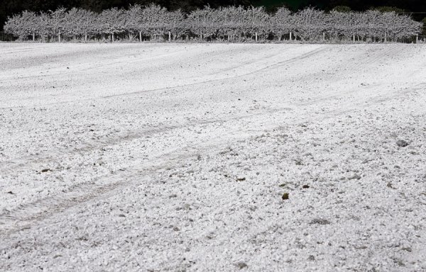 Поля і дерева вкриті шаром дробленого вапняку в районі Клафмілс (Північна Ірландія) для виправлення рівня PH в грунті. (© Reuters)