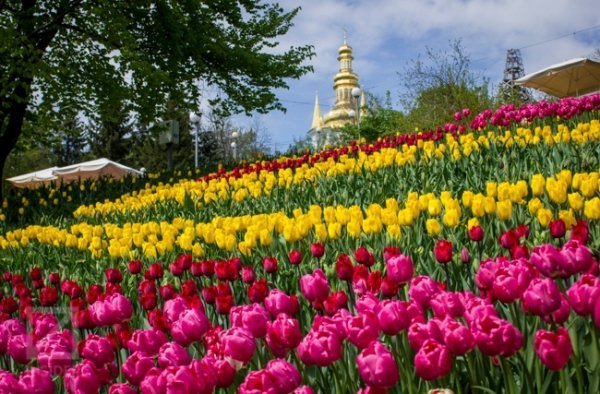 У Києві - сотні тисяч тюльпанів. ФОТО