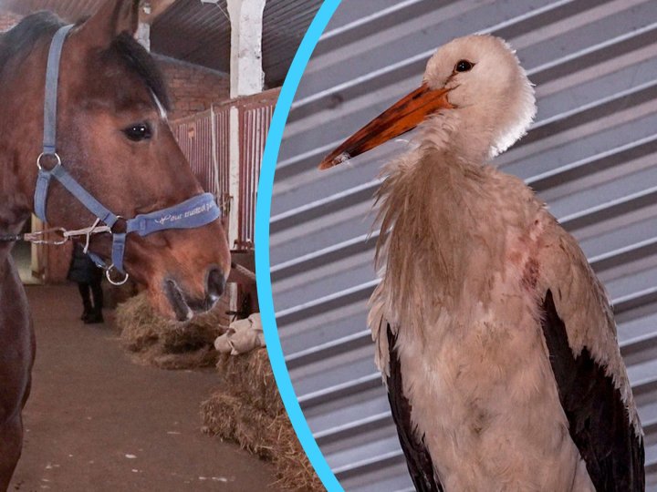 На Волині лелека на зиму оселився в конюшні. ВІДЕО