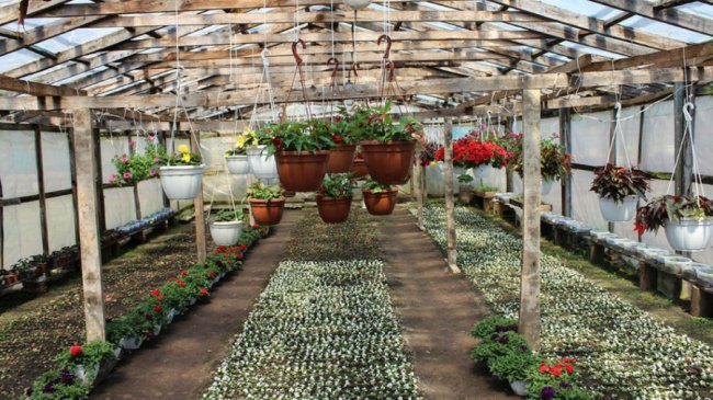 Здебільшого братики: показали, як у Нововолинську вирощують квіти для озеленення