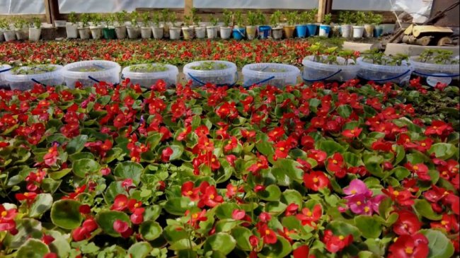 Здебільшого братики: показали, як у Нововолинську вирощують квіти для озеленення