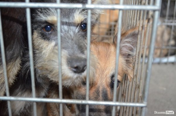 Як болгари каструють луцьких бродячих котів і собак. ФОТО