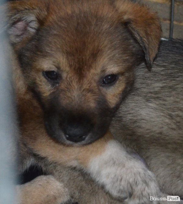 Стерилізують навіть маленьких цуциків