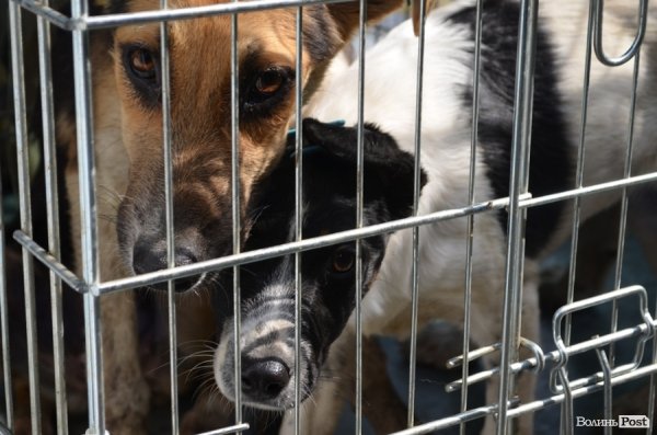 Як болгари каструють луцьких бродячих котів і собак. ФОТО