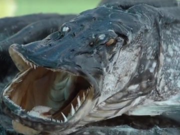 Риба на сонці і клейонці: як на Світязі продають закуску під пиво