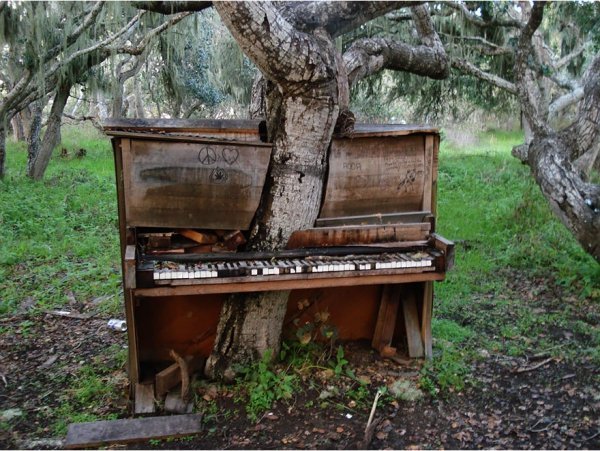 Дерево-піаніно, Каліфорнія. Автор: crackoala