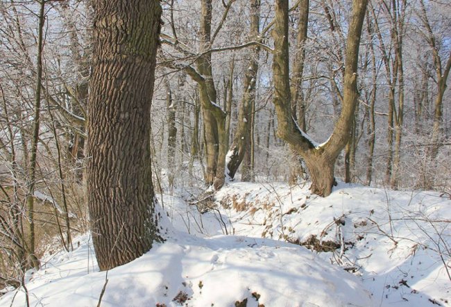 Казковий Стир скувало кригою. ФОТО