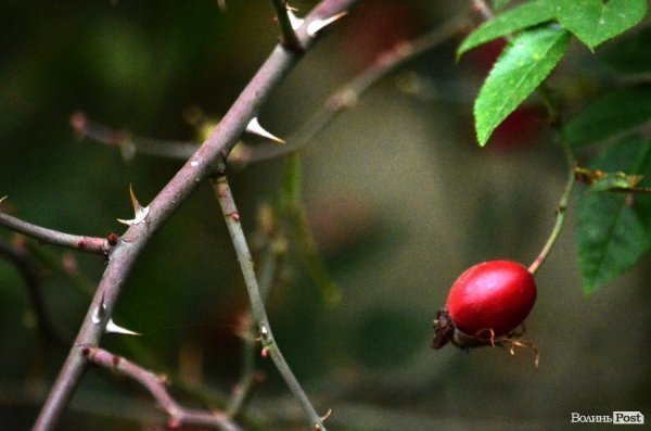 Фотопогляд: вулиця Богдана Хмельницького