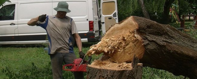 У Луцьку величезна верба впала на дитячий майданчик. ВІДЕО