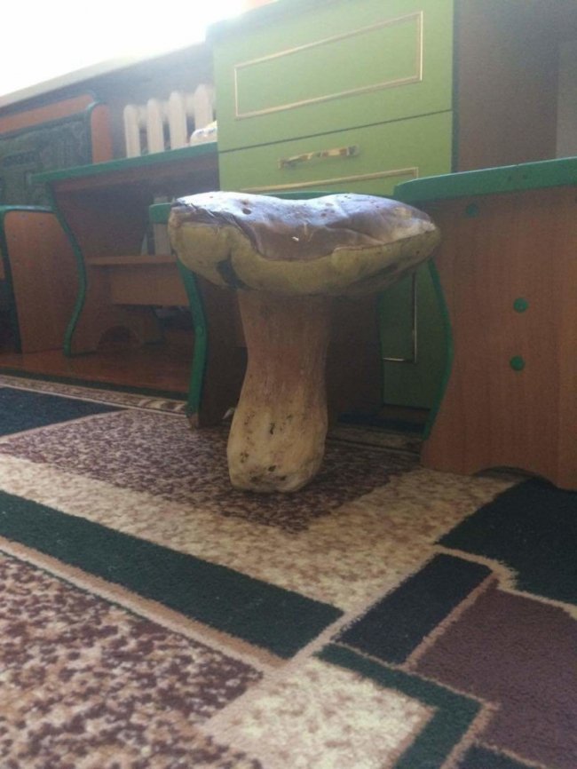 Величезний гриб на Волині