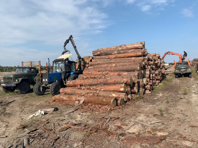Під час обшуків у Стобихівці правоохоронці вилучили понад 700 кубів незконну деревину. ФОТО