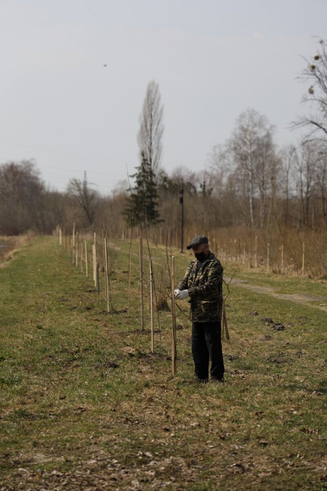 У центральному парку Луцька висадили 300 саджанців дерев