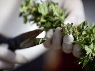 У Верховній Раді зареєстрували законопроект про легалізацію медичного канабісу