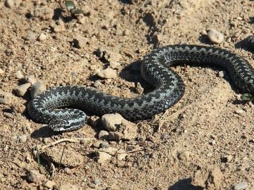На Рівненщині гадюка вкусила 4-річного хлопчика