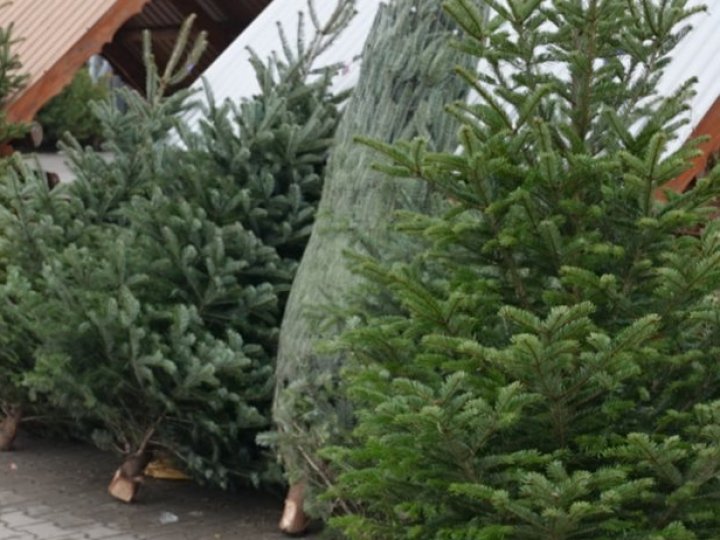 Скільки на Волині за свята продали ялинок: подробиці
