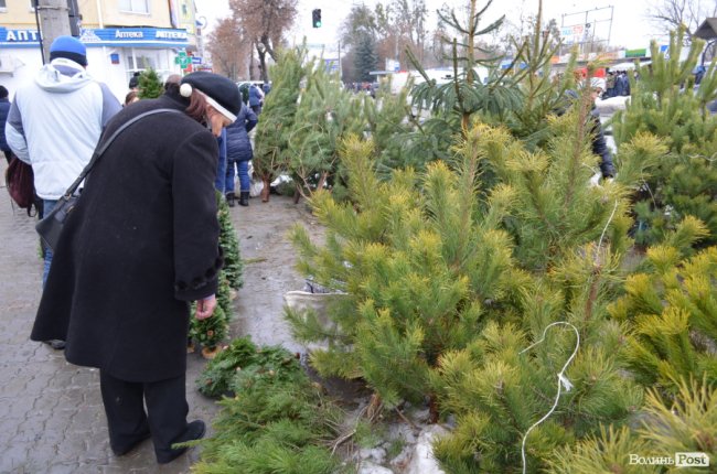 Від і до: за скільки у Луцьку можна купити новорічне деревце. ФОТО
