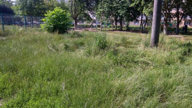 У Луцьку майдачник для воркауту обріс травою, люди просять негайно покосити 