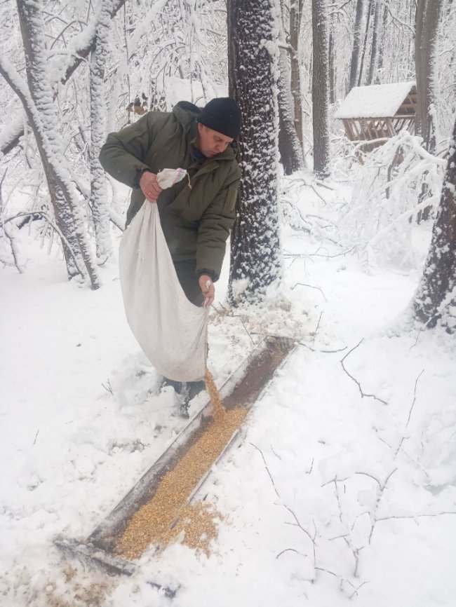Волинські лісівники заготовляють смаколики на зиму для диких тварин. ФОТО