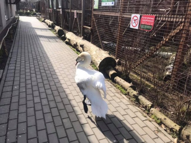 У луцькому зоопарку – весняне оновлення. ФОТО