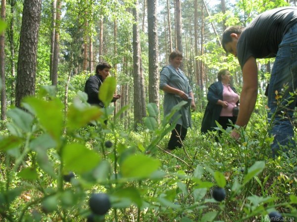 Скільки волиняни заробляють на чорницях?