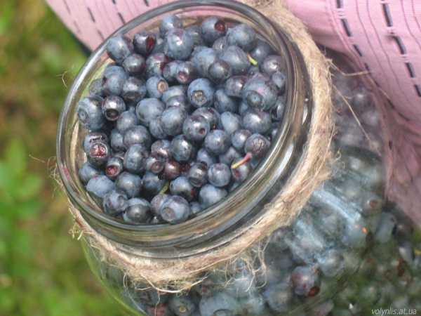 Скільки волиняни заробляють на чорницях?