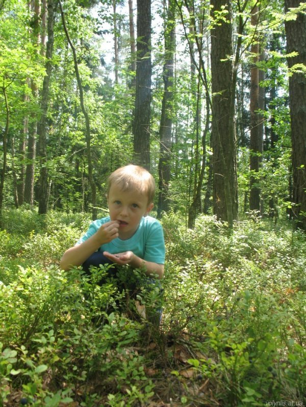 Скільки волиняни заробляють на чорницях?