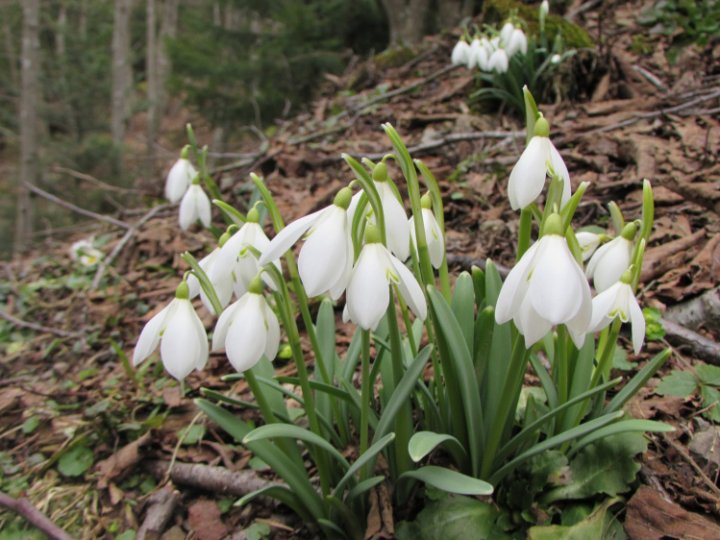 Вирощувати підсніжники можна, продавати — ні: які штрафи загрожують порушникам