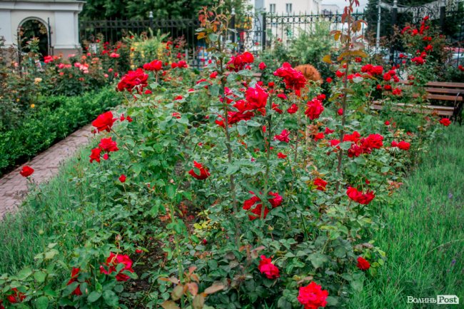 Барвиста краса: літній Луцьк потопає у квітах. ФОТО