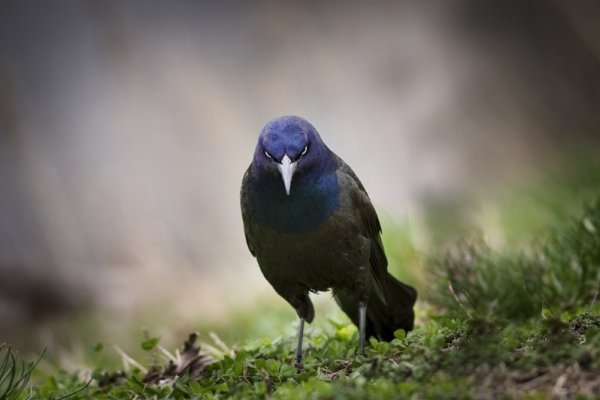Звичайний гракл в Лоуренс Каунті, штат Іллінойс. (Фото: Ryan Roush / National Geographic Traveler Photo Contest